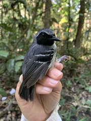 Myrmoborus myotherinus