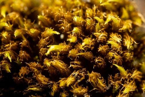 Dicranum acutifolium observed 2022-07-18
