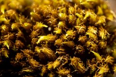 Dicranum acutifolium