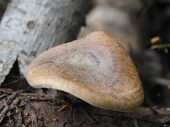 Cerioporus leptocephalus