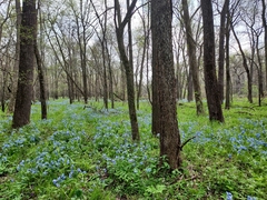 Mertensia virginica