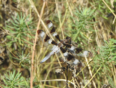 Libellula pulchella