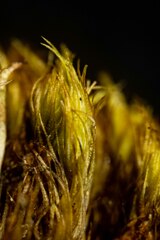 Dicranum acutifolium