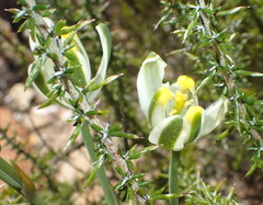 Albuca longipes