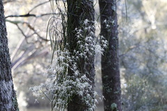 Dendrobium teretifolium