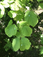 Hamamelis