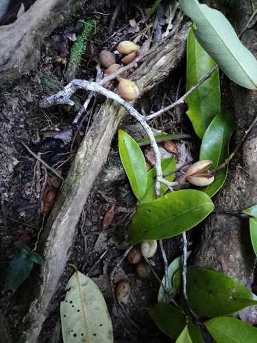 Myristica globosa (Myristica globosa)