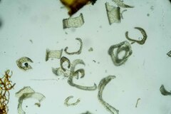 Dicranum acutifolium