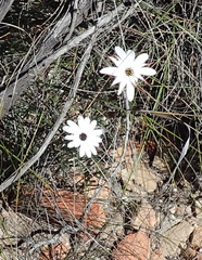 Dimorphotheca montana