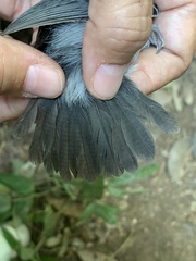 Myrmoborus myotherinus