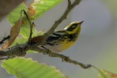 Setophaga townsendi
