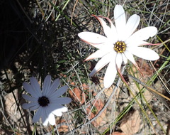 Dimorphotheca montana