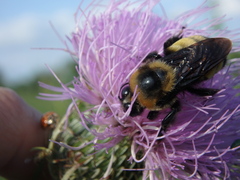 Bombus auricomus
