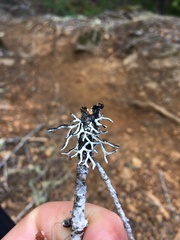 Hypogymnia imshaugii