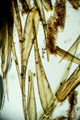 Dicranum acutifolium