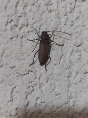 Hesperophanes sericeus