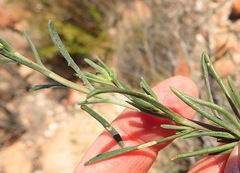 Dimorphotheca montana