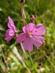Sidalcea neomexicana