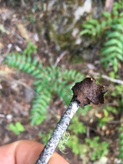 Tuckermanopsis platyphylla