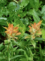 Castilleja miniata