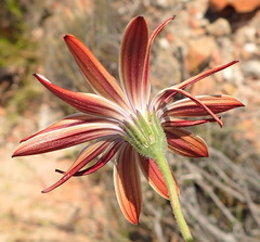 Dimorphotheca montana