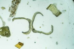 Dicranum acutifolium