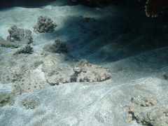 Papilloculiceps longiceps