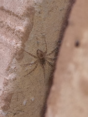 Oecobius maculatus