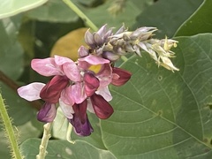 Pueraria montana