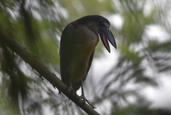 Cochlearius cochlearius