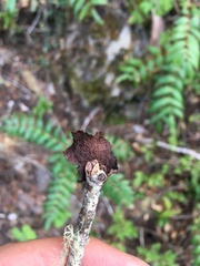 Tuckermanopsis platyphylla