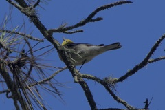 Setophaga occidentalis