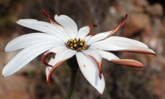 Dimorphotheca montana