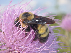 Bombus auricomus