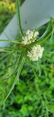 Asclepias subverticillata