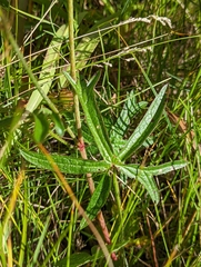 Sidalcea neomexicana