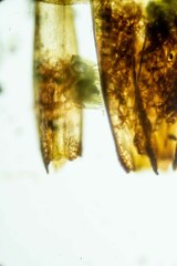 Dicranum acutifolium