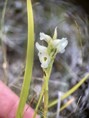 Spiranthes