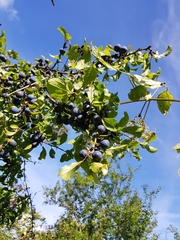 Prunus spinosa