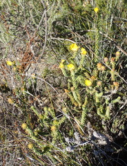 Oedera capensis
