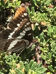 Limenitis lorquini