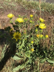 Grindelia integrifolia
