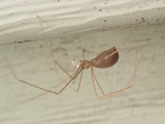 Pholcus opilionoides