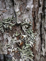 Hypogymnia enteromorpha