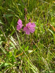Sidalcea neomexicana
