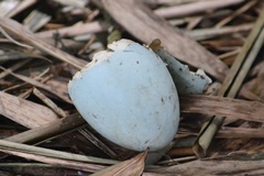 Ardeidae