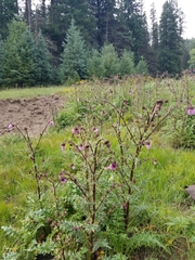Cirsium vinaceum