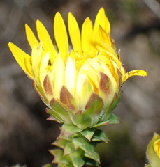 Oedera capensis