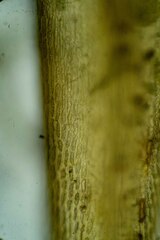 Dicranum acutifolium