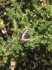 Limenitis lorquini